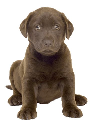 American Pit Bull Terrier Labrador Retriever